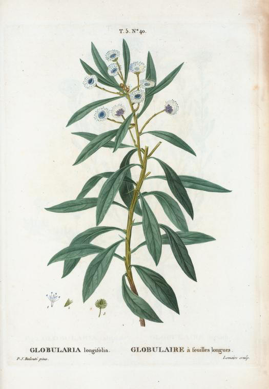globularia longifolia (globulaire à feuilles longues)