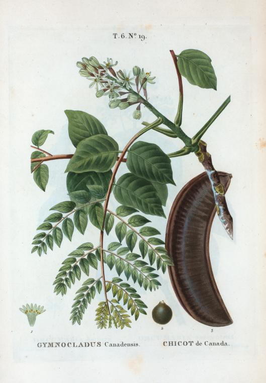 gymnocladus canadensis (chicot de canada)