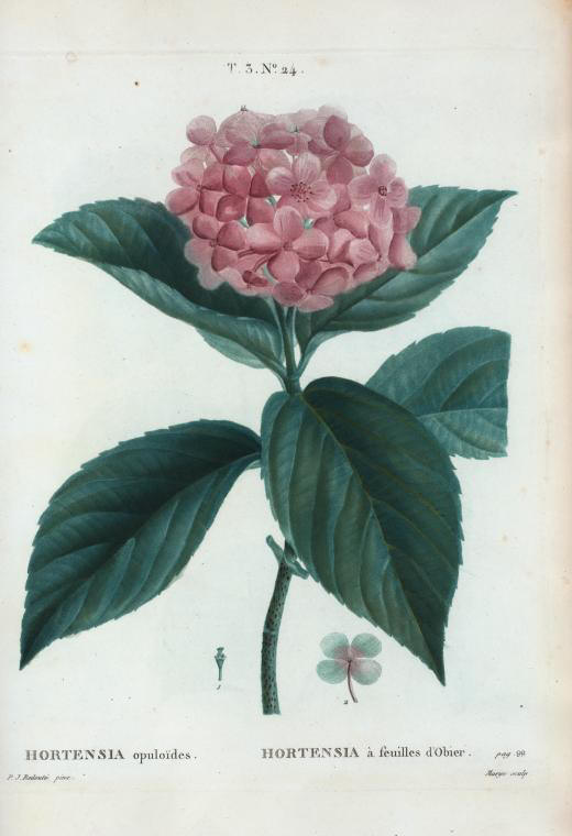 hortensia opuloides (hortensia à feuilles d'obier)