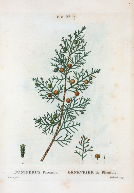 juniperus phoenicea (genevrier de phenicie)
