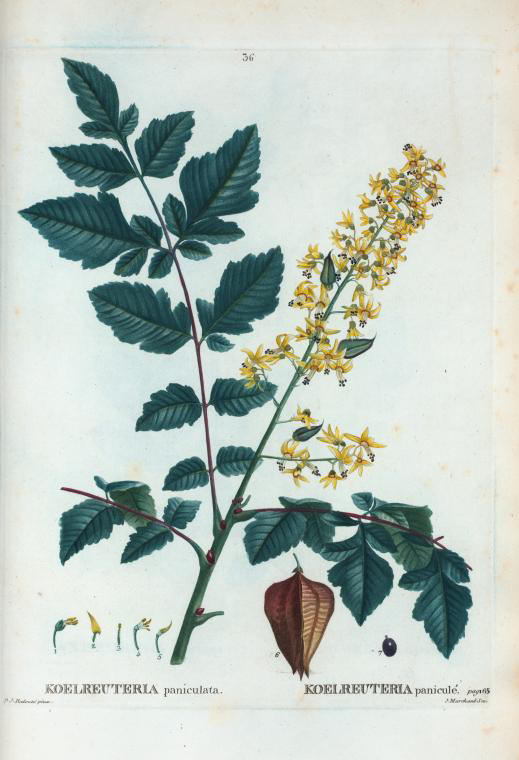 koelreuteria paniculata (koelreuteria panicule)