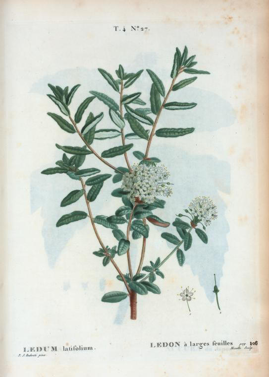 ledum latifolium (ledon a larges feuilles)
