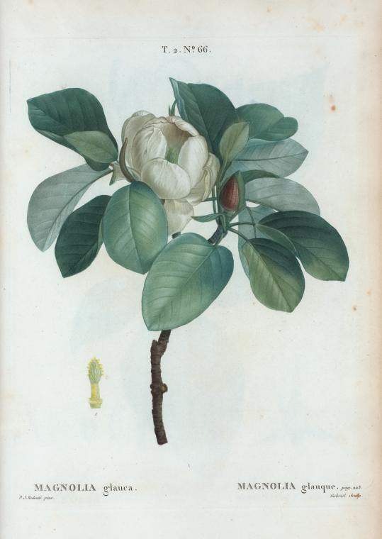 magnolia glauca (magnolia glauque)