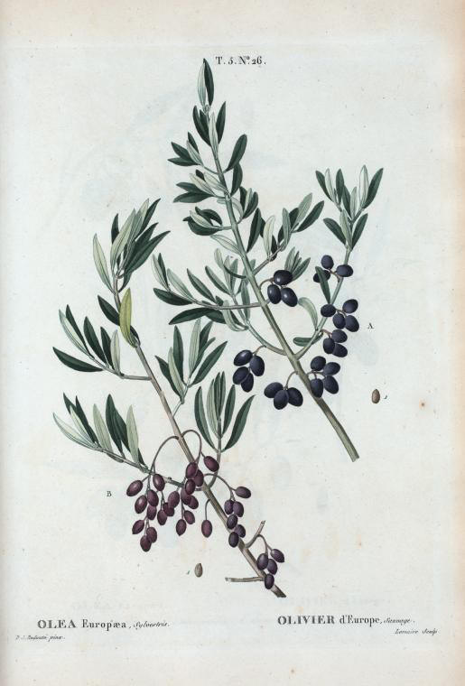 olea europaea sylvestris (olivier d'Europe sauvage)
