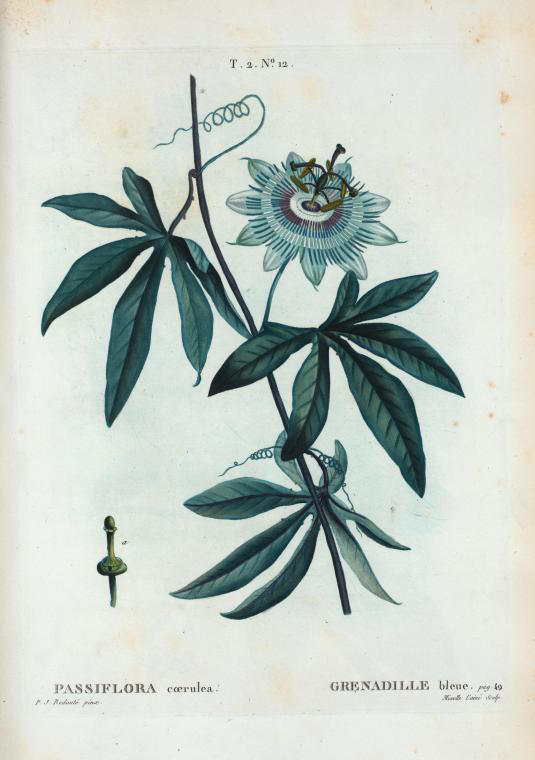 passiflora coerulea (grenadille bleue)
