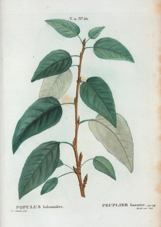 populus balsamifera (peuplier baumier)
