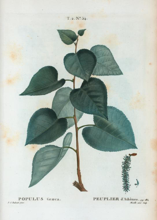 populus graeca (peuplier d'athenes)