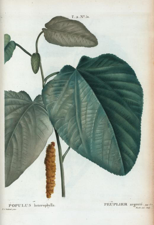 populus heterophylla (peuplier argente)