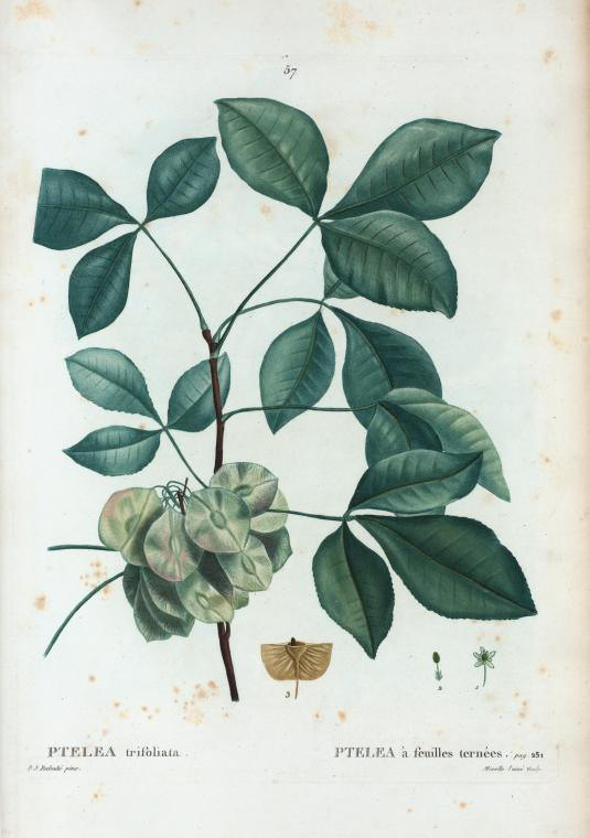 ptelea trifoliata (ptelea à feuilles ternées)