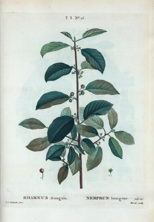 rhamnus frangula (nerprun bourgène)