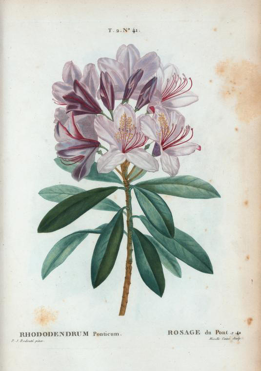rhododendrum ponticum (rosage du pont)