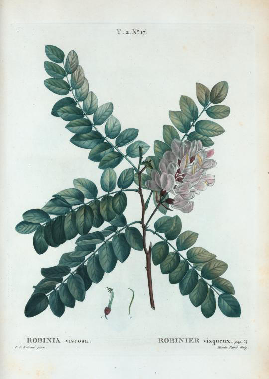 robinia viscosa (robinier visqueux)