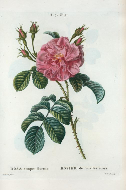rosa semper florens (rosier de tous les mois)