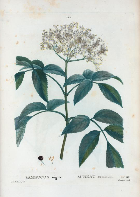 sambucus nigra (sureau commun)