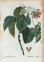 Érable de Tartarie (Acer tartaricum). Cliquer pour agrandir l'image.