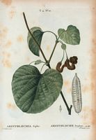 Aristoloche syphon (Aristolochia sipho). Cliquer pour agrandir l'image.