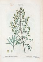 Armoise argentée (Artemisia argentea). Cliquer pour agrandir l'image.