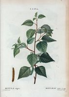 Bouleau noir (Betula nigra). Cliquer pour agrandir l'image.