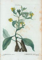 Campanule dorée (Campanula aurea). Cliquer pour agrandir l'image.
