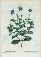 Cinéraire à fleurs bleues (Cineraria amelloïdes). Cliquer pour agrandir l'image.