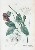 Coboea sarmenteux (Coboea scandens). Cliquer pour agrandir l'image.