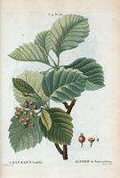 Alisier de fontainebleau (Cratægus latifolia). Cliquer pour agrandir l'image.