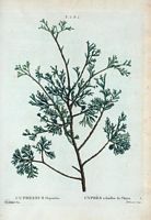 Cyprès à feuilles de Thuya (Cupressus thuyoides). Cliquer pour agrandir l'image.