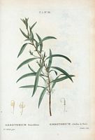 Embothrium à feuilles de saule (Embothrium salicifolium). Cliquer pour agrandir l'image.