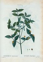 Fusain d'Amérique (Evonymus americanus). Cliquer pour agrandir l'image.
