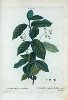 Fusain à grandes feuilles (Evonymus latifolius). Cliquer pour agrandir l'image.