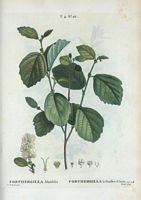 Forthergilla à feuilles d'Aune (Forthergilla alnifolia). Cliquer pour agrandir l'image.