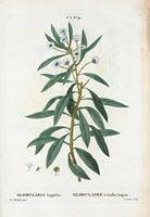 Globulaire à feuilles longues (Globularia longifolia). Cliquer pour agrandir l'image.