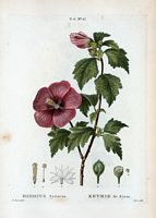 Ketmie de Syrie (Hibiscus syriacus). Cliquer pour agrandir l'image.