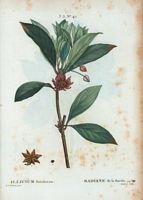 Badiane de la Floride (Illicium floridanum). Cliquer pour agrandir l'image.