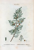 Genévrier de Phénicie (Juniperus phoenicea). Cliquer pour agrandir l'image.
