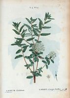 Lédon à larges feuilles (Ledum latifolium). Cliquer pour agrandir l'image.