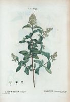 Troène commun (Ligustrum vulgare). Cliquer pour agrandir l'image.