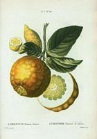 Limonier pomme d'Adam (Limonium pomum Adami). Cliquer pour agrandir l'image.