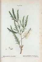 Melaleuque à feuilles de Bruyère (Melaleuca ericæfolia). Cliquer pour agrandir l'image.