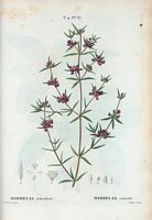 Mirbélia réticulé (Mirbelia reticulata). Cliquer pour agrandir l'image.