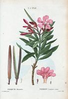 Nerion laurier-rose (Nerium oleander). Cliquer pour agrandir l'image.