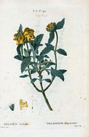 Phlomide frutescente (Phlomis fruticosa). Cliquer pour agrandir l'image.