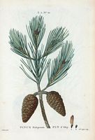 Pin d'Alep (Pinus halepensis). Cliquer pour agrandir l'image.