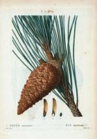 Pin maritime (Pinus maritima). Cliquer pour agrandir l'image.