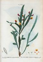 Platilobe à feuilles de scolopendre (Platilobium scolopendrifolium). Cliquer pour agrandir l'image.
