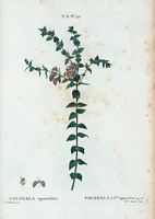 Polygala à feuilles opposées (Polygala oppositifolia). Cliquer pour agrandir l'image.