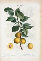 Prunier de Briançon (Prunus brigantiaca). Cliquer pour agrandir l'image.