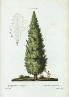 Chêne pyramidal (Quercus fastigiata). Cliquer pour agrandir l'image.