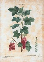 Groseillier rouge (Ribes rubrum). Cliquer pour agrandir l'image.