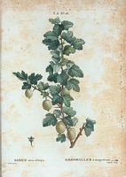 Groseillier à maquereau (Ribes uva-crispa). Cliquer pour agrandir l'image.